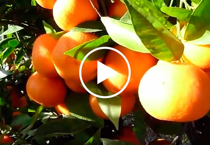 Video Cofru
